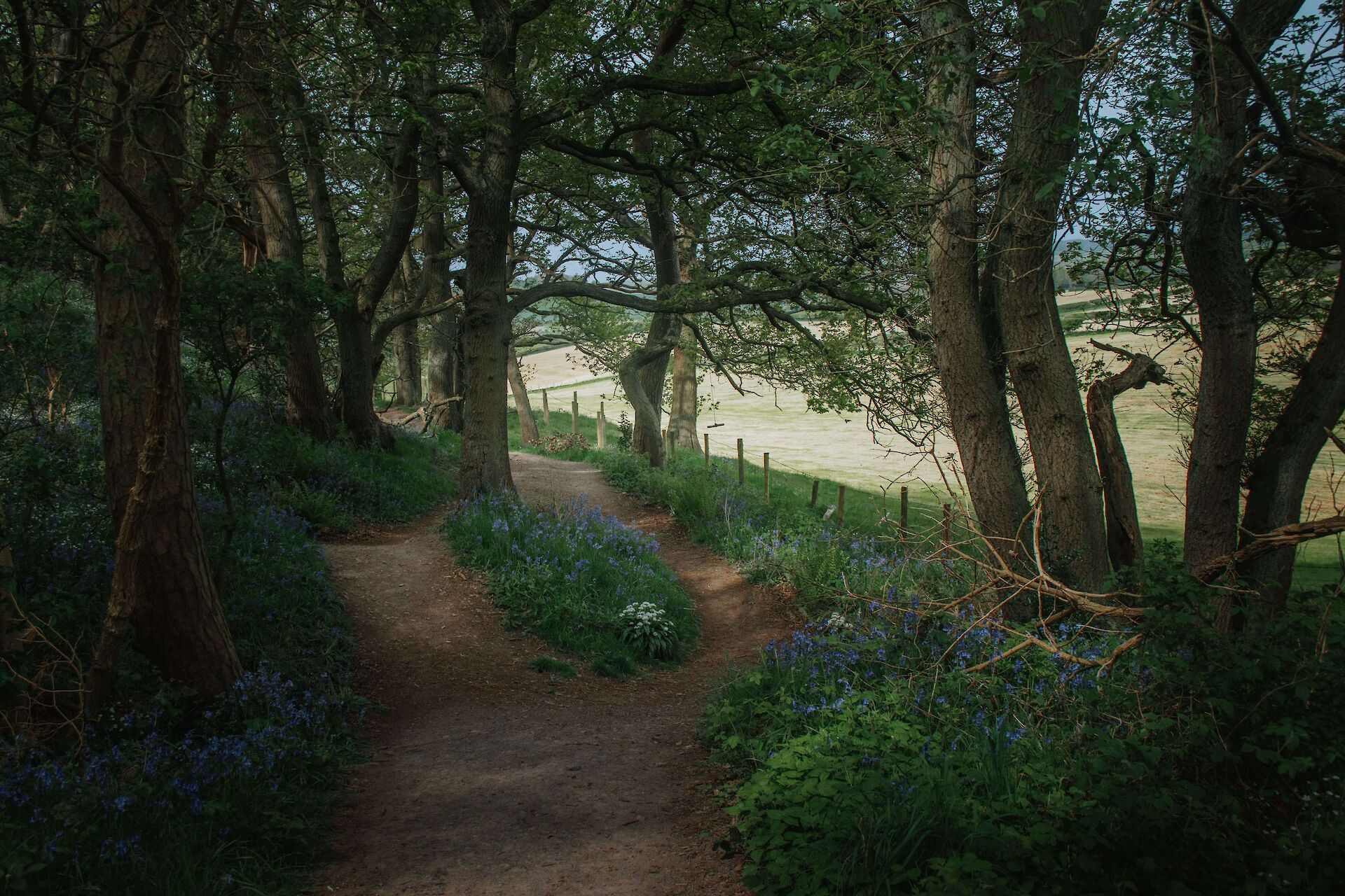 A winding dirt path splitting through a quiet, shaded forest lined with blue wildflowers, representing that the 5 stages of grief do not happen in a straight line.