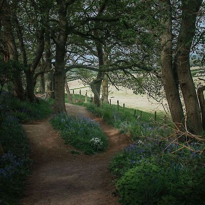 A winding dirt path splitting through a quiet, shaded forest lined with blue wildflowers, representing that the 5 stages of grief do not happen in a straight line.