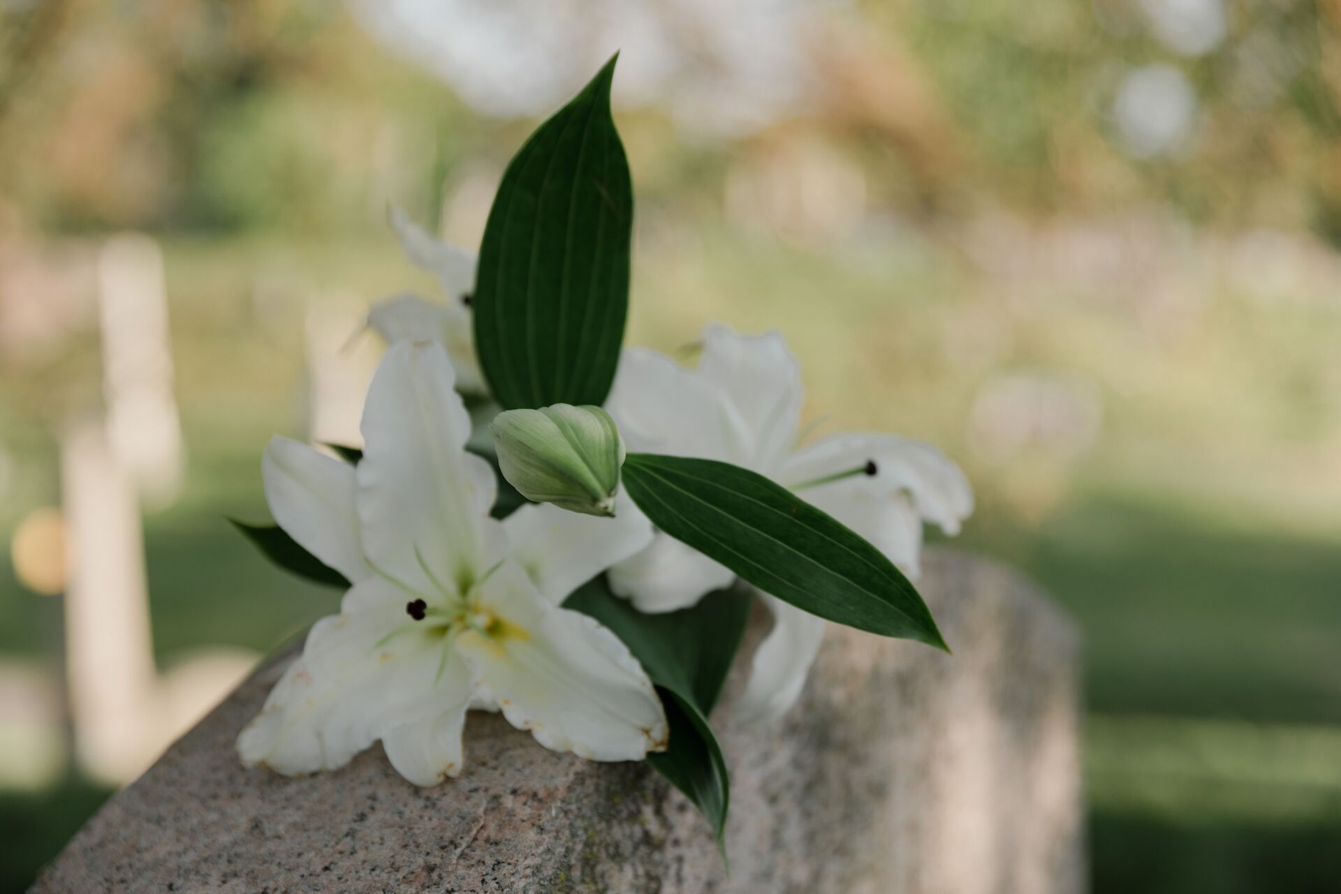 Flower on headstone, anniversary, remembrance.