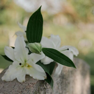 Flower on headstone