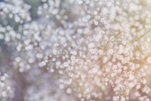 baby's breath